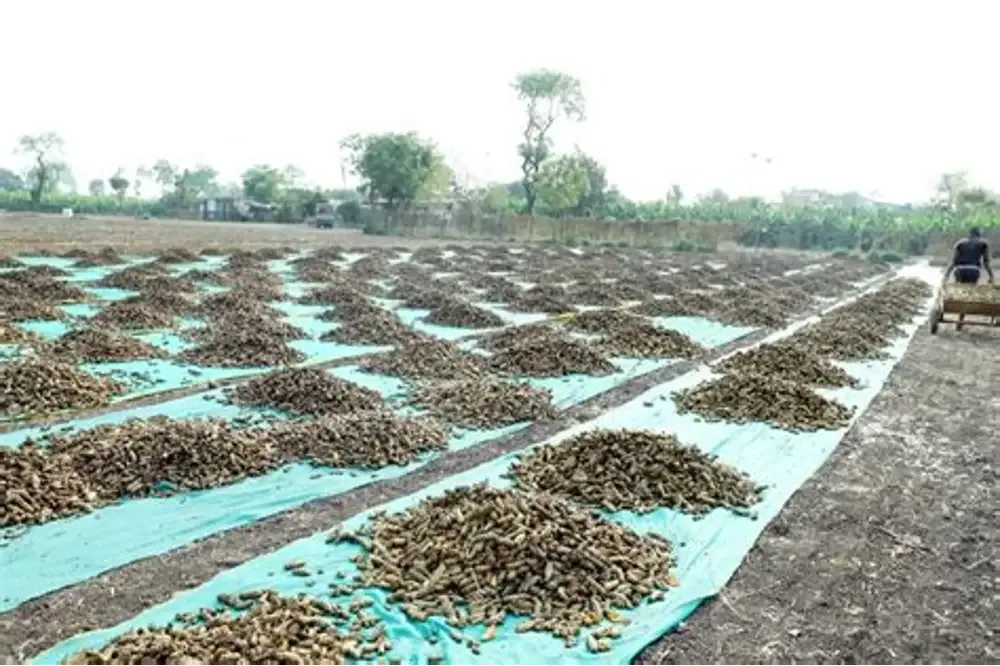 बिहार के मखाना की दुनिया में बढ़ी धमक: पहली बार समुद्री रास्ते से ऑस्ट्रेलिया पहुंचा 18 टन GI-Tagged मिथिला मखाना