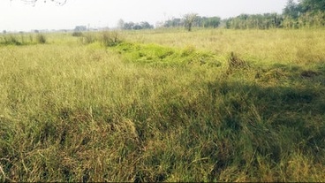 वन्य जीवों के उत्पात से खेती छोड़ रहे किसान