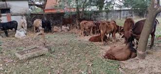 तस्करी की मवेशी की गई जब्त
