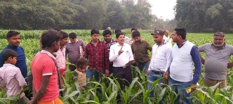 फॉल आर्मी वर्म बीमारी से बचाव की जानकारी