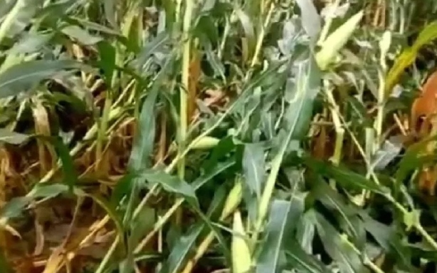 सुपौल: आंधी तूफान से भारी नुकसान