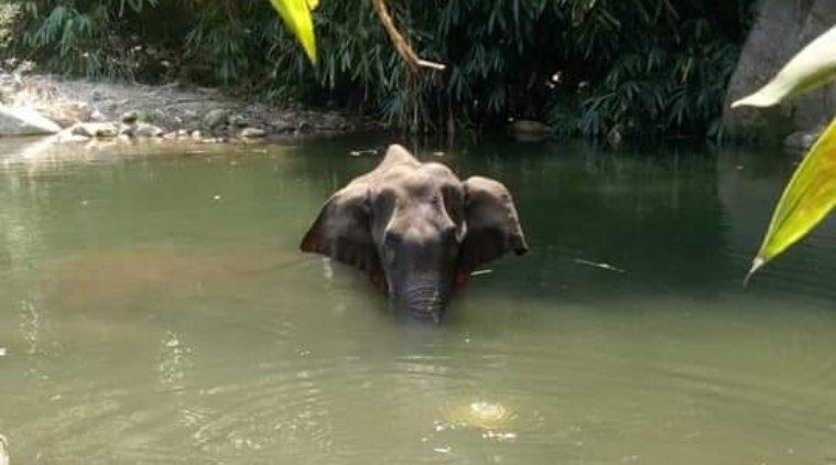 केरल में गर्भवती हथनी की हत्या पर राज्य सरकार ने दिए जांच के आदेश, केंद्र ने भी मांगी राज्य से रिपोर्ट