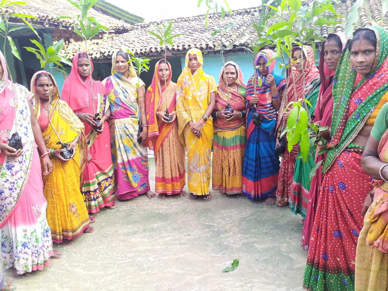 मधेपुरा:-जीविका सीएम रिका कुमारी के द्वारा सभी दीदी को आम का पौधा दिया गया