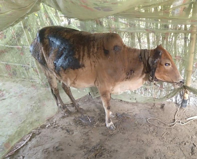 किशनगंज:- आग लग जाने से एक मवेशी का घर एवं रसोईघर जलकर राख