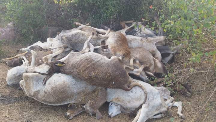 गौशालाओं में जीवित जानवरो को खा रहे चील कौए