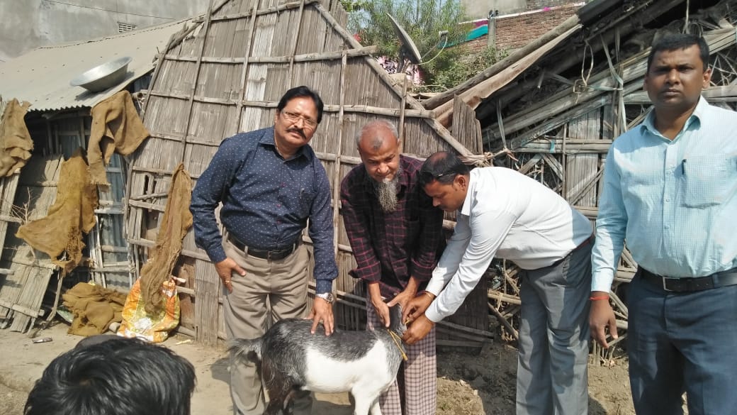 मधेपुरा: पशुपालन विभाग चला रहा पशुओं का टीकाकरण अभियान।