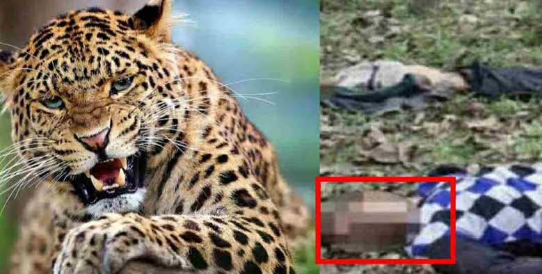 तेंदुए के हमले में चार साल की बच्ची की मौत