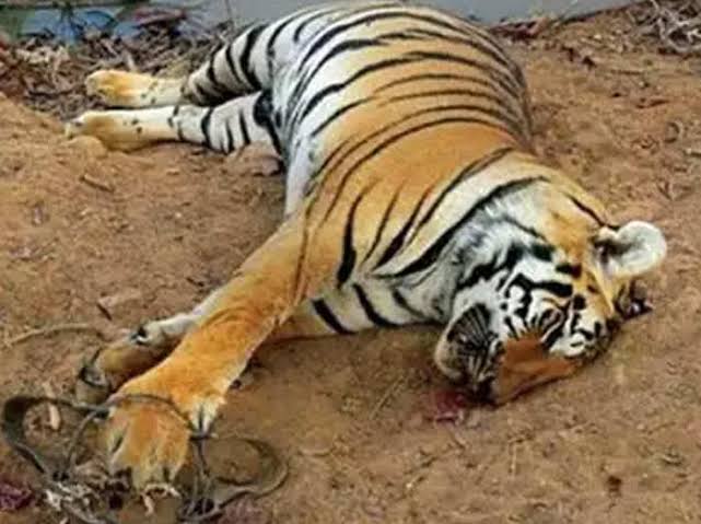 कार्बेट टाइगर रिजर्व में बाघ का शव मिला