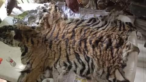 मध्य प्रदेश के नेशनल पार्क में हुआ बाघ का शिकार, वन विभाग के अमले ने बरामद की खाल|