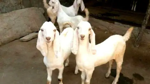 नौकरी करके कमाने कुवैत गए थे, वहां बकरी चरा रहे हैं: एजेंट के झांसे में फंस गए तीन बिहारी