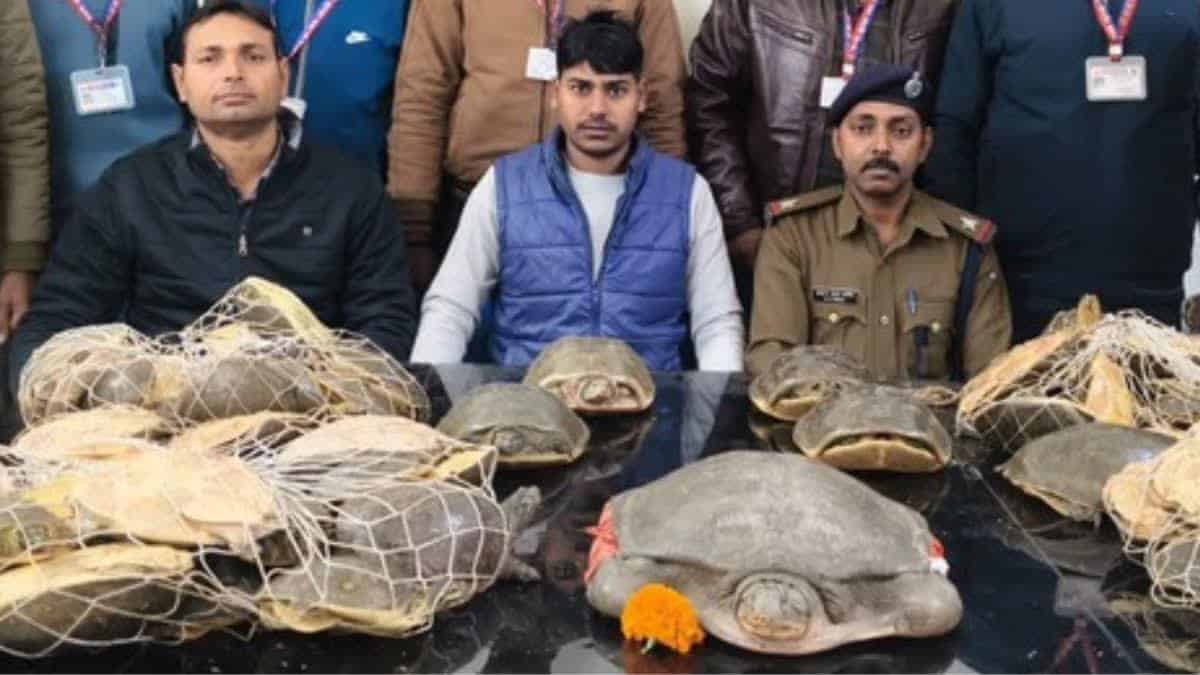 RPF का ऑपरेशन ‘विलेप’: नेताजी एक्सप्रेस के जनरल कोच से 76 जीवित कछुए बरामद